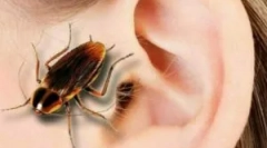 Mi a teendő, ha a rovar fülbe került?